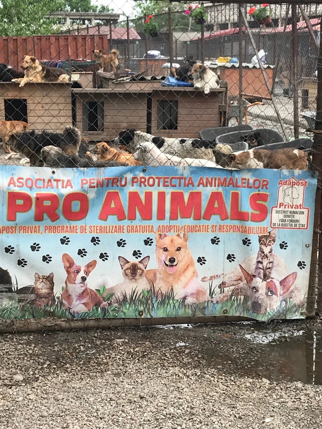 Pro Animals Deutschland e.V. – Hunde